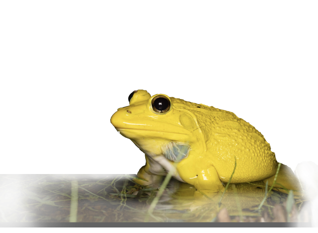 Bull Frog